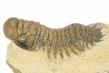 Detailed Crotalocephalina Trilobite - Atchana, Morocco #265261-1